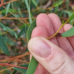 Gonipterus pulverulentus at QPRC LGA - suppressed