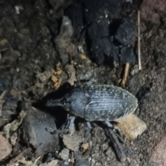 Larinus latus (Onopordum seed weevil) at Bungendore, NSW - 8 Apr 2024 by clarehoneydove