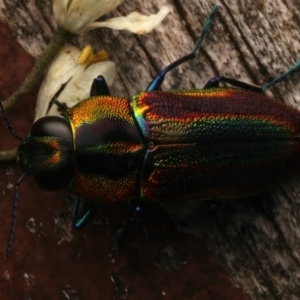 Selagis caloptera at Mount Ainslie - 12 Jan 2024 08:00 AM