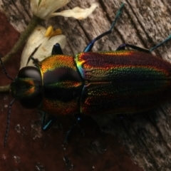 Selagis caloptera (Caloptera jewel beetle) at Ainslie, ACT - 11 Jan 2024 by jb2602