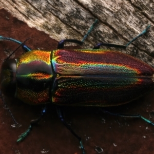 Selagis caloptera at Mount Ainslie - 12 Jan 2024 08:00 AM