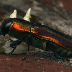 Selagis caloptera at Mount Ainslie - 12 Jan 2024 08:00 AM