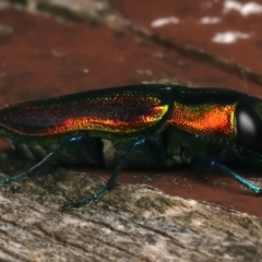 Selagis caloptera at Mount Ainslie - 12 Jan 2024 08:00 AM