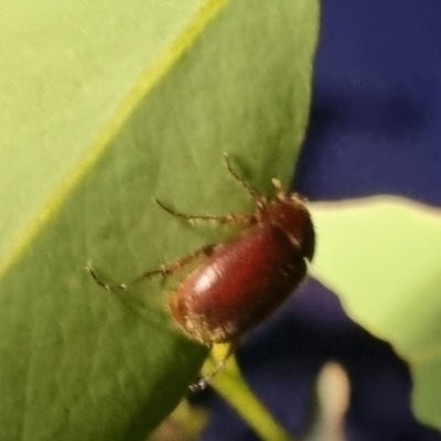 Heteronyx sp. (genus) (Scarab beetle) at QPRC LGA - 8 Apr 2024 by clarehoneydove
