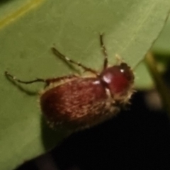 Heteronyx sp. (genus) at QPRC LGA - 8 Apr 2024