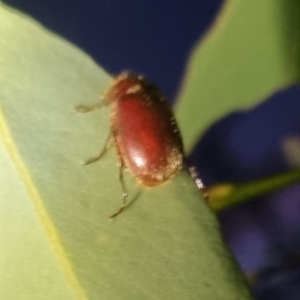 Heteronyx sp. (genus) at QPRC LGA - 8 Apr 2024