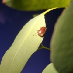 Heteronyx sp. (genus) at QPRC LGA - 8 Apr 2024