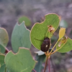 Melolonthinae sp. (subfamily) (Cockchafer) at Bungendore, NSW - 8 Apr 2024 by clarehoneydove