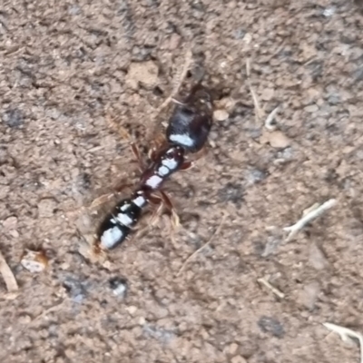 Amblyopone australis (Slow Ant) at Bungendore, NSW - 8 Apr 2024 by clarehoneydove