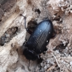 Tenebrionidae (family) (Darkling beetle) at Bungendore, NSW - 8 Apr 2024 by clarehoneydove
