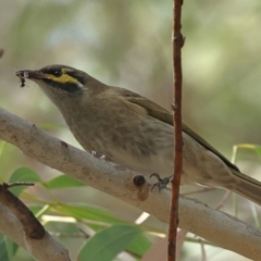 Caligavis chrysops (Yellow-faced Honeyeater) at Higgins Woodland - 8 Apr 2024 by MichaelWenke