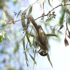 Caligavis chrysops at Higgins Woodland - 8 Apr 2024