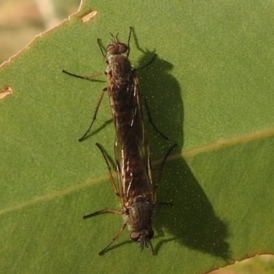 Therevidae (family) (Unidentified stiletto fly) at Kambah, ACT - 8 Apr 2024 by HelenCross