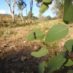 Therevidae (family) at Kambah, ACT - 8 Apr 2024 05:16 PM