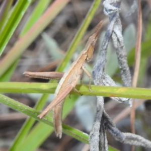 Keyacris scurra at Lions Youth Haven - Westwood Farm A.C.T. - 8 Apr 2024