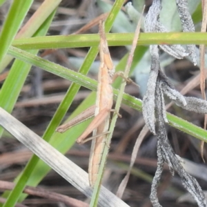 Keyacris scurra at Lions Youth Haven - Westwood Farm A.C.T. - 8 Apr 2024