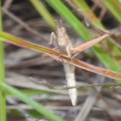 Keyacris scurra at Lions Youth Haven - Westwood Farm A.C.T. - 8 Apr 2024