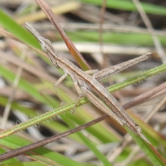 Keyacris scurra at Lions Youth Haven - Westwood Farm A.C.T. - 8 Apr 2024