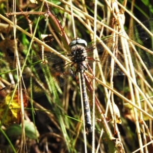 Austroaeschna multipunctata at Namadgi National Park - 3 Apr 2024