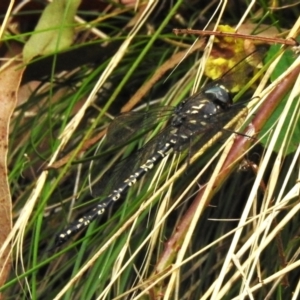 Austroaeschna multipunctata at Namadgi National Park - 3 Apr 2024