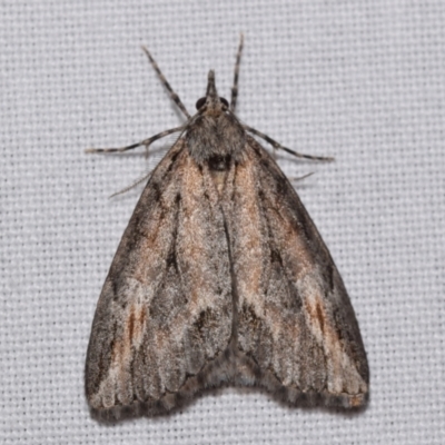 Mictodoca toxeuta (Long-nosed Geometrid) at Jerrabomberra, NSW - 8 Apr 2024 by DianneClarke