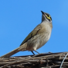 Caligavis chrysops (Yellow-faced Honeyeater) at Jerrabomberra Wetlands - 8 Apr 2024 by RodDeb