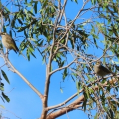 Caligavis chrysops at Jerrabomberra Wetlands - 8 Apr 2024