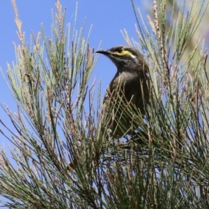 Caligavis chrysops at Jerrabomberra Wetlands - 8 Apr 2024