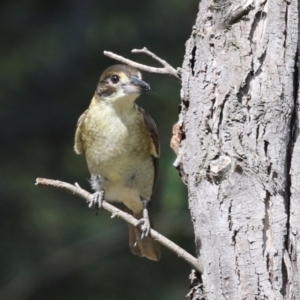 Cracticus torquatus at Jerrabomberra Wetlands - 8 Apr 2024