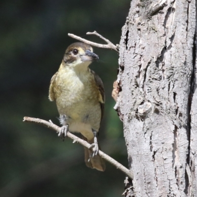 Cracticus torquatus (Grey Butcherbird) at Fyshwick, ACT - 8 Apr 2024 by RodDeb