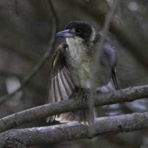 Cracticus torquatus at Jerrabomberra Wetlands - 8 Apr 2024