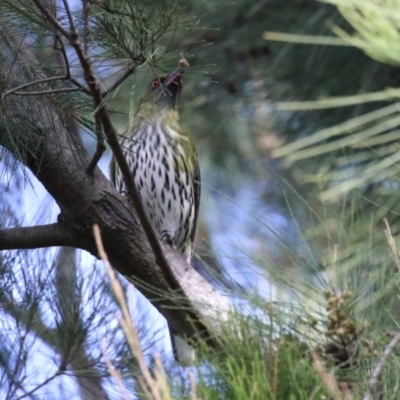 Oriolus sagittatus (Olive-backed Oriole) at Jerrabomberra Wetlands - 8 Apr 2024 by RodDeb