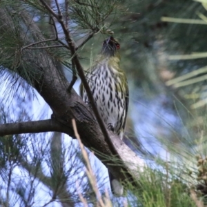 Oriolus sagittatus at Jerrabomberra Wetlands - 8 Apr 2024