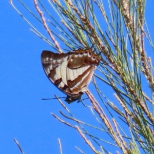 Charaxes sempronius at Jerrabomberra Wetlands - 8 Apr 2024