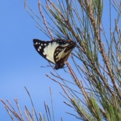 Charaxes sempronius at Jerrabomberra Wetlands - 8 Apr 2024