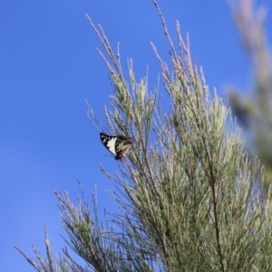 Charaxes sempronius at Jerrabomberra Wetlands - 8 Apr 2024