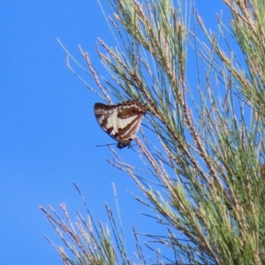 Charaxes sempronius at Jerrabomberra Wetlands - 8 Apr 2024