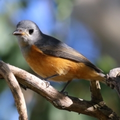 Monarcha melanopsis (Black-faced Monarch) at Jerrabomberra Wetlands - 8 Apr 2024 by RodDeb