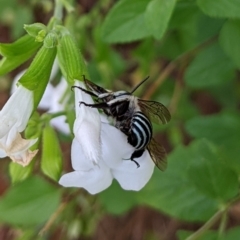 Amegilla sp. (genus) (Blue Banded Bee) at Sydney, NSW - 8 Apr 2024 by PaperbarkNativeBees