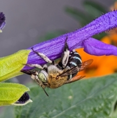 Amegilla (Zonamegilla) pulchra (Blue-banded Bee) at Sydney, NSW - 8 Apr 2024 by Paperbark native bees
