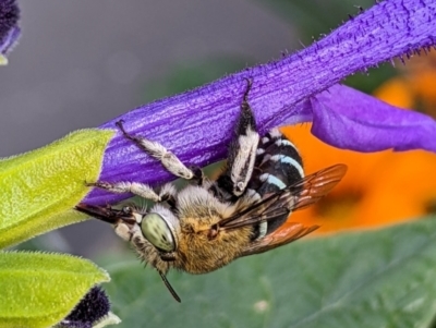 Amegilla sp. (genus) at Sydney, NSW - 8 Apr 2024 by Paperbark native bees