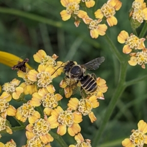 Megachile (Eutricharaea) serricauda at Sydney, NSW - 8 Apr 2024