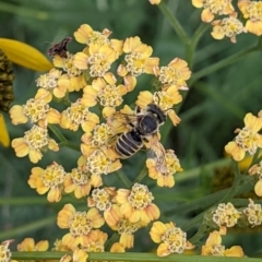 Megachile (Eutricharaea) serricauda at Sydney, NSW - 8 Apr 2024