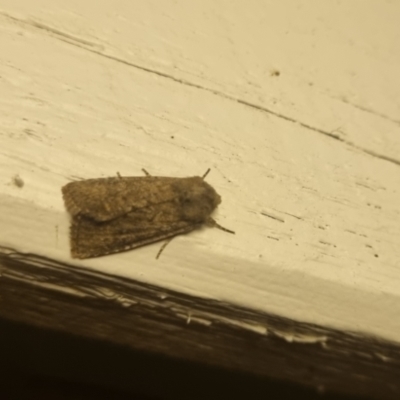 Dasygaster (genus) (A Noctuid moth) at Bungendore, NSW - 8 Apr 2024 by clarehoneydove