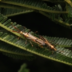 Rayieria acaciae (Acacia-spotting bug) at Ainslie, ACT - 11 Jan 2024 by jb2602