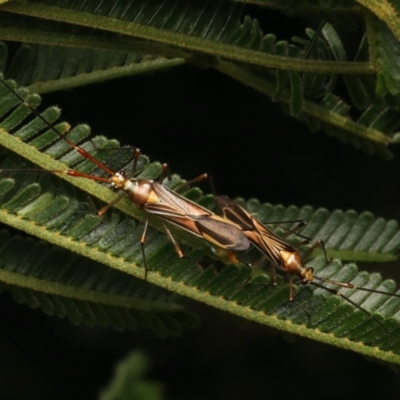 Rayieria acaciae (Acacia-spotting bug) at Mount Ainslie - 11 Jan 2024 by jb2602