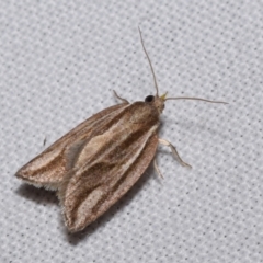 Epiphyas asthenopis (A Tortricid moth) at QPRC LGA - 8 Apr 2024 by DianneClarke