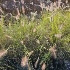 Cenchrus purpurascens (Swamp Foxtail) at Belconnen, ACT - 8 Apr 2024 by Jiggy