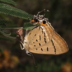 Jalmenus ictinus (Stencilled Hairstreak) at Ainslie, ACT - 11 Jan 2024 by jb2602