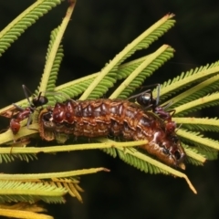 Jalmenus ictinus at Mount Ainslie - 11 Jan 2024